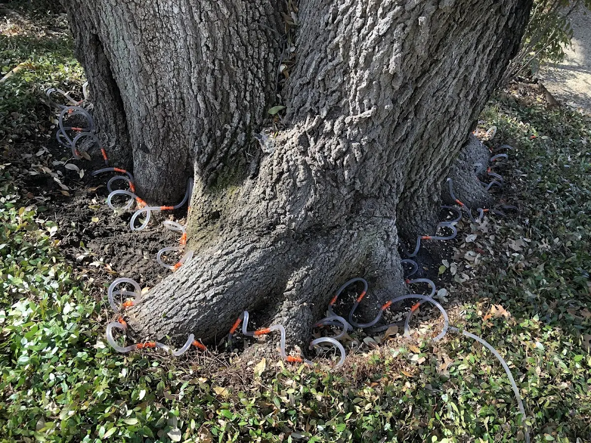 Detailed Tree Cabling and Bracing job site in Marlboro