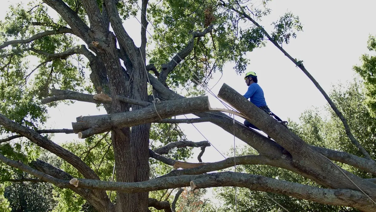 Professional Hazardous Tree Removal performed by certified arborists in Marlboro