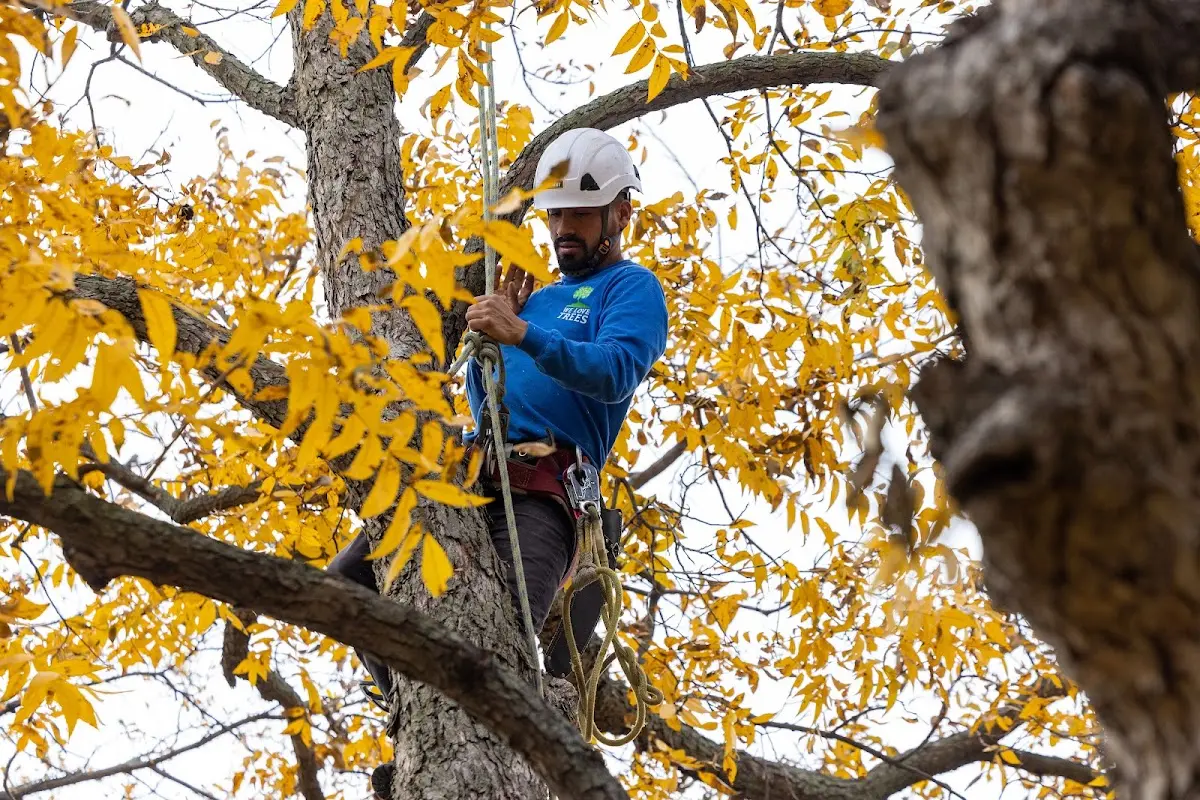 Skilled Tree Pruning crew working in Marlboro